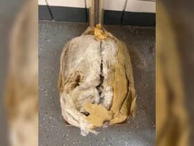 30-Pound Marijuana Bales Discovered on Florida Beach - Locals Shocked!