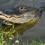 72-Year-Old Man Loses Leg in Brutal Alligator Attack!