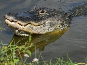 72-Year-Old Man Loses Leg in Brutal Alligator Attack!