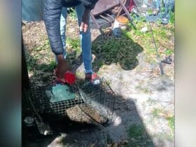 Florida Men Arrested for Pouring Deadly Chemical on Innocent Cat!