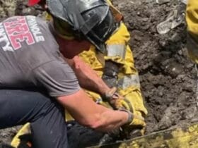 Miracle Rescue! See How Seminole Firefighters Saved a Cow Stuck in Mud for a Day