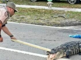 Wild Alligator Takes Over Busy Road in West Palm Beach!