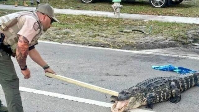 Wild Alligator Takes Over Busy Road in West Palm Beach!