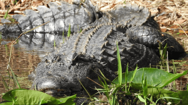 Florida Authorities Discover Machete-related Illegal Alligator Hunts