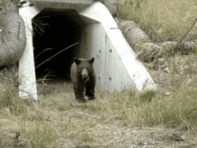 Florida Takes Steps Towards Building Its First Wildlife Bridge Overpass