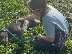 Fourth Abandoned Dog Found Dumped on Roadside in Martin County!