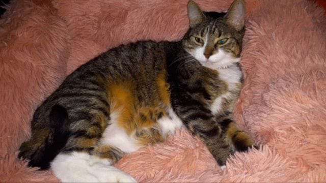 Incredible Reward of $1,000 Offered for Safe Return of Missing Family Cat!