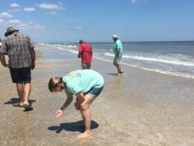 Shark Tooth Hunting Hotspots in Palm Beach County