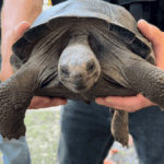 Stolen Galapagos Tortoise Found in Florida Man's Freezer Leads to Arrest