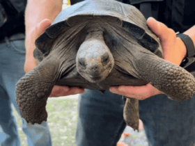 Stolen Galapagos Tortoise Found in Florida Man's Freezer Leads to Arrest