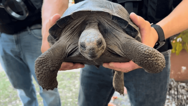 Stolen Galapagos Tortoise Found in Florida Man's Freezer Leads to Arrest