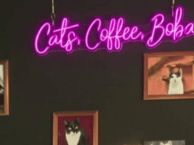 Tally Cat Cafe Celebrates Half a Decade of Connecting Cats With Forever Families