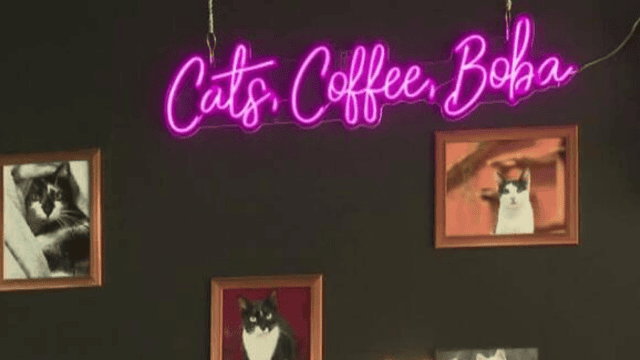 Tally Cat Cafe Celebrates Half a Decade of Connecting Cats With Forever Families