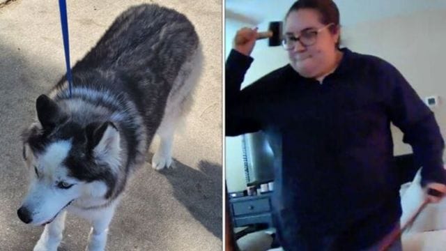 Woman Arrested for Repeatedly Beating 9-Year-Old Dog with Rubber Club!