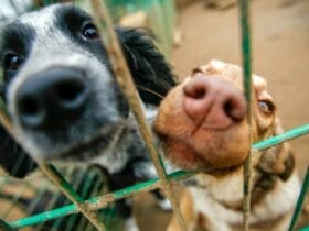 Tallahassee Animal Shelter's Three-Day Adoption Event A Resounding Success
