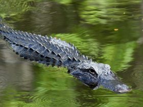 Here Are 5 Most Dangerous Animals in Florida!