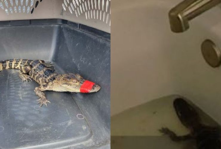 Hotel Guests Stunned as Florida Woman 'Borrows' Alligator for Birthday Pics, Ends in Handcuffs