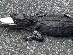 Sanford Alligator's Severely Injured Snout Sparks Wildlife Worries