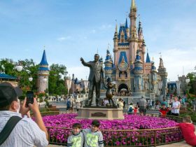 Search Ends as Wild Black Bear Found and Captured at Walt Disney World