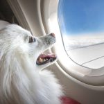 Flying with Your Dog: Rules, Safety Tips, and Best Breeds for Air Travel