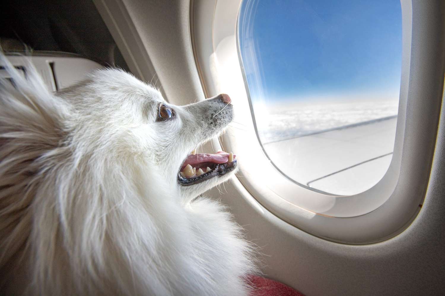 Flying with Your Dog: Rules, Safety Tips, and Best Breeds for Air Travel