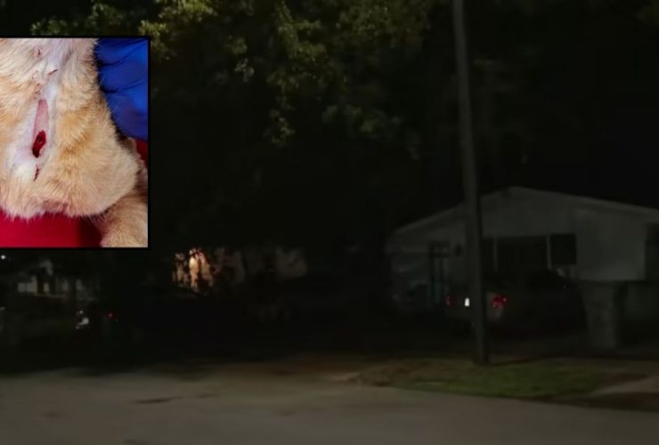 Community Outrage Grows After Feral Cat Shot in Pompano Beach Neighborhood