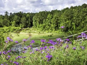 Most Poorest Neighborhoods in Vernon Parish