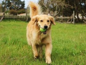 Longer, Healthier, Happier This Company Reveals Groundbreaking Approach to Big Dog Lifespan