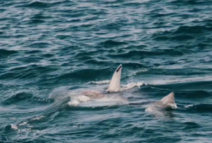 Another Two Great White Sharks Have Been Discovered Close to the Coast of Florida!
