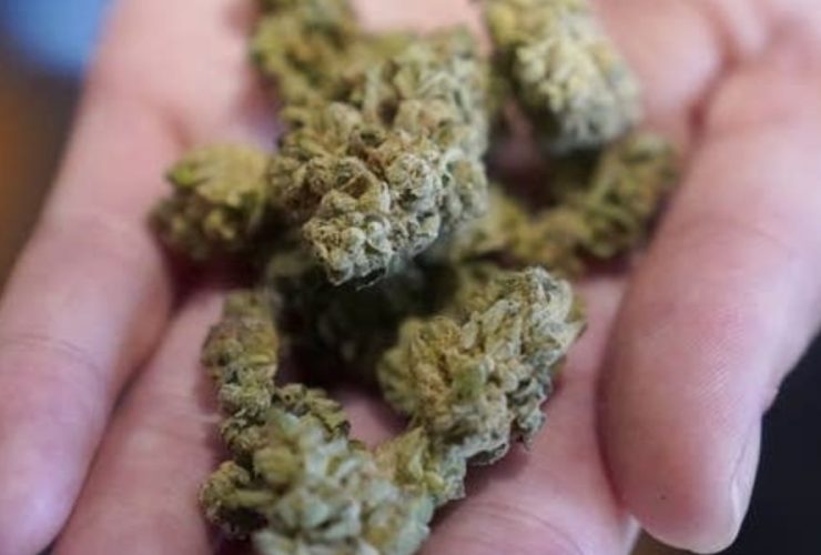 How Much Weed Can You Legally Have in Florida What The Law Says