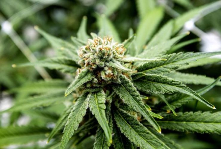 This City in California is Smoking More Weed Than Anywhere Else in the State