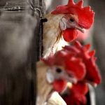 Bird Flu Alert Philippines Restricts Poultry Imports from California and Ohio