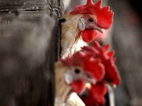 Bird Flu Alert Philippines Restricts Poultry Imports from California and Ohio