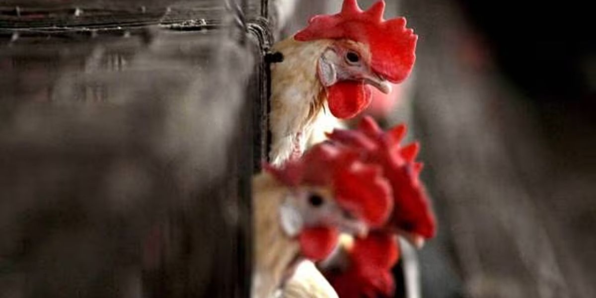 Bird Flu Alert Philippines Restricts Poultry Imports from California and Ohio