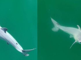Camera Captures First Glimpse of Newborn Great White Shark in Wild Waters