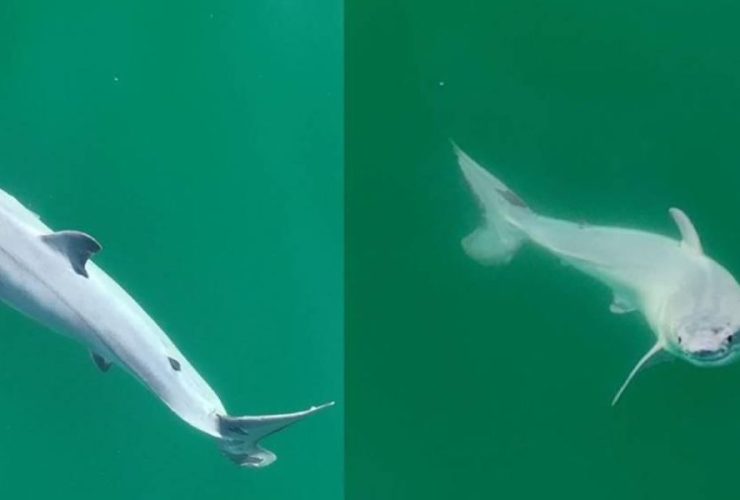Camera Captures First Glimpse of Newborn Great White Shark in Wild Waters