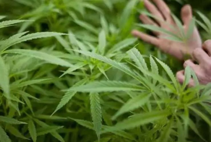 Cannabis Coronation Discover the Parish That Tops the Weed Charts in Louisiana