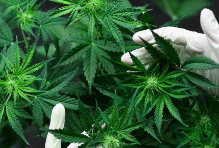 Kansas Marijuana Legalization GOP Senator's Position Could Pave the Way in 2024