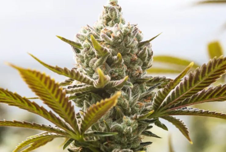 Mississippi's Cannabis Capital This Mississippi City Tops the Charts in Cannabis Use