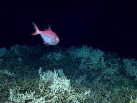 Oceanic Marvel Spectacular Coral Reef Discovered Stretching from Miami to South Carolina