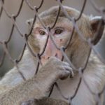 Protest Grows as Plans Unveiled for $400 Million Monkey Facility in Georgia