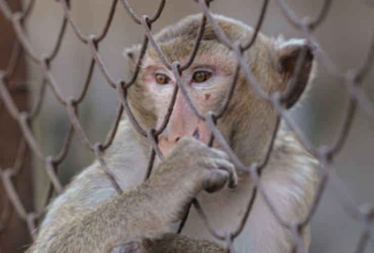 Protest Grows as Plans Unveiled for $400 Million Monkey Facility in Georgia