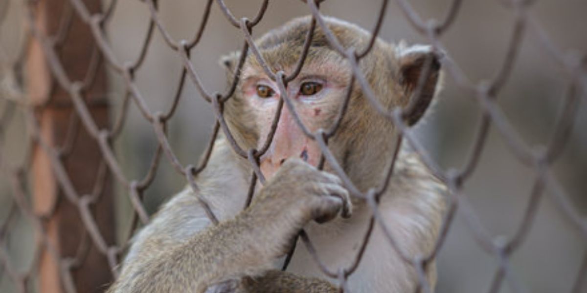 Protest Grows as Plans Unveiled for $400 Million Monkey Facility in Georgia