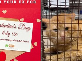 Spay Your Past Love Valentine's Day Special at the Animal Shelter