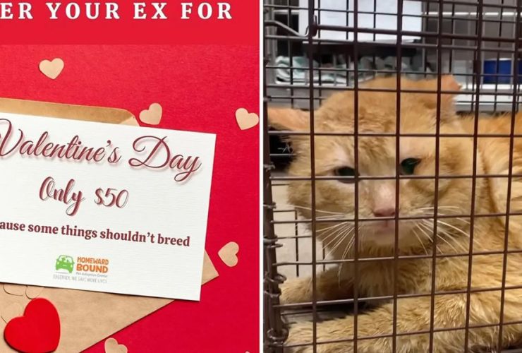 Spay Your Past Love Valentine's Day Special at the Animal Shelter