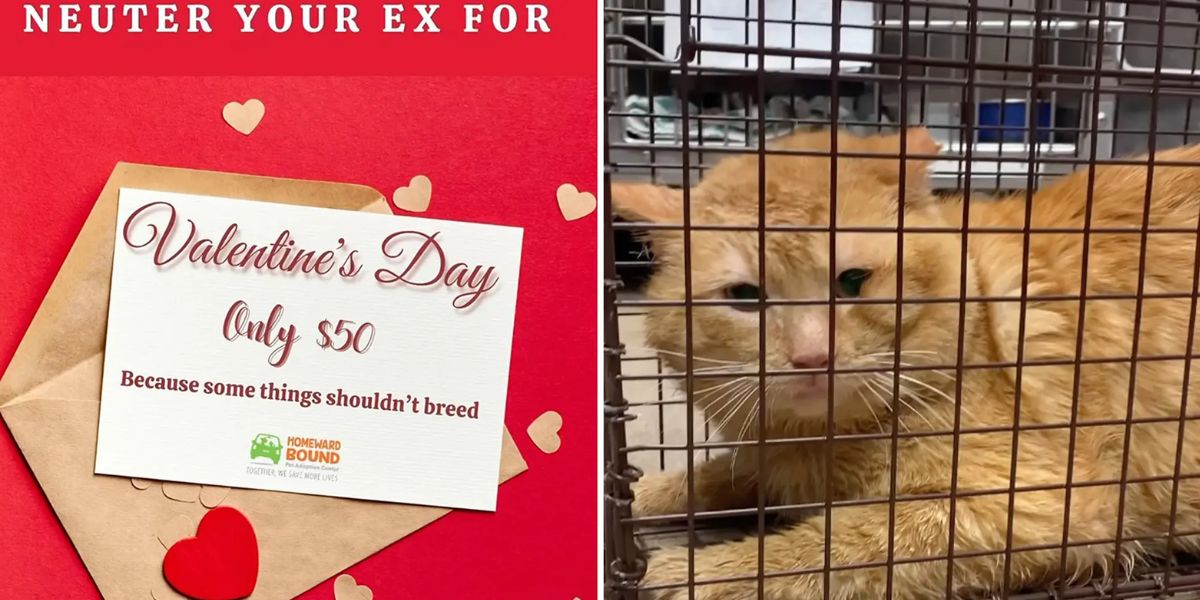 Spay Your Past Love Valentine's Day Special at the Animal Shelter
