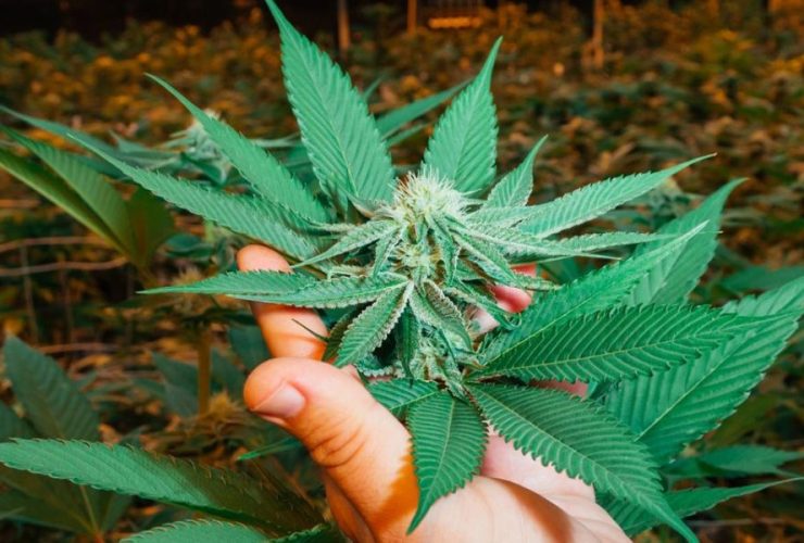 This City in New Jersey is Smoking More Weed Than Anywhere Else in the State
