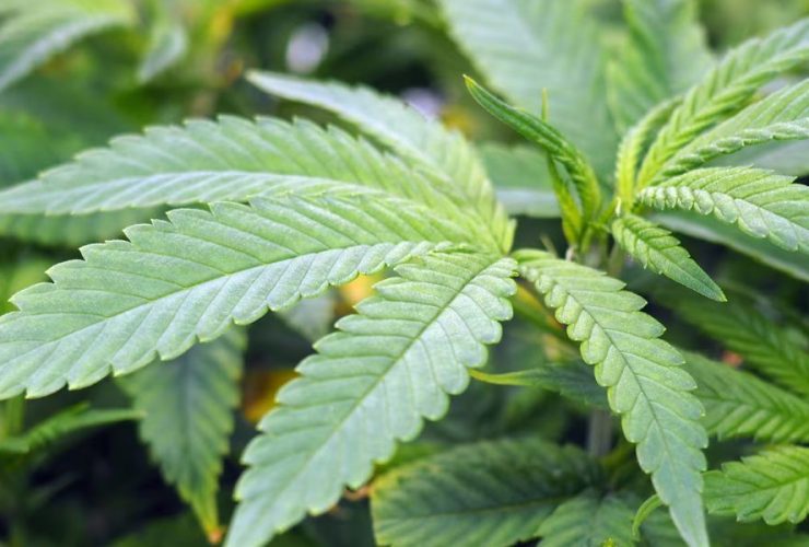 This City in New Mexico Takes the Lead in Marijuana Use
