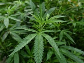This City in New York is Smoking More Weed Than Anywhere Else in the State