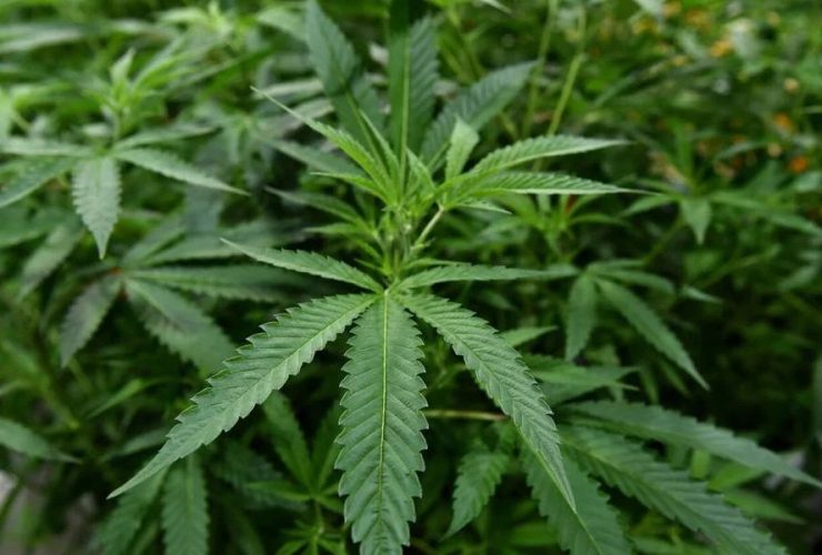 This City in New York is Smoking More Weed Than Anywhere Else in the State